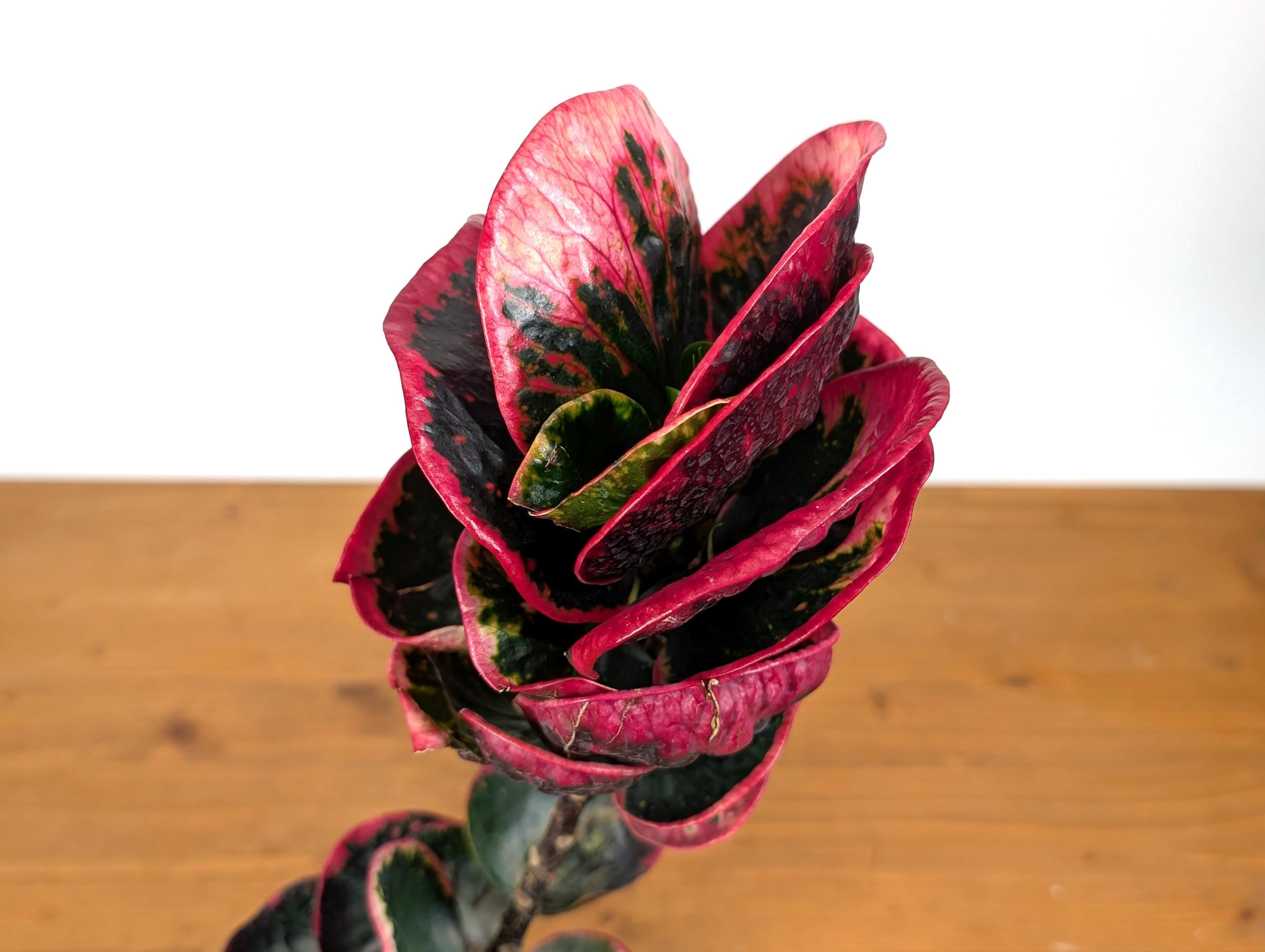 Rose Croton