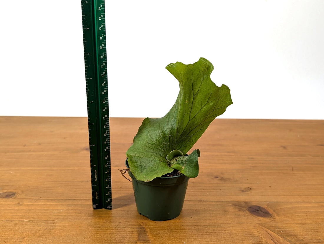 Elephant Ear Staghorn Fern - Platycerium elephantoitis