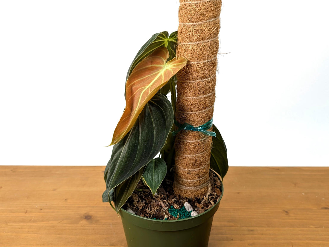 Philodendron Melanochrysum - 6 inch Pot with Coco Pole