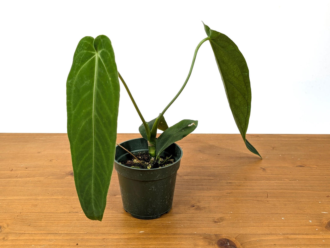 Anthurium Warocqueanum