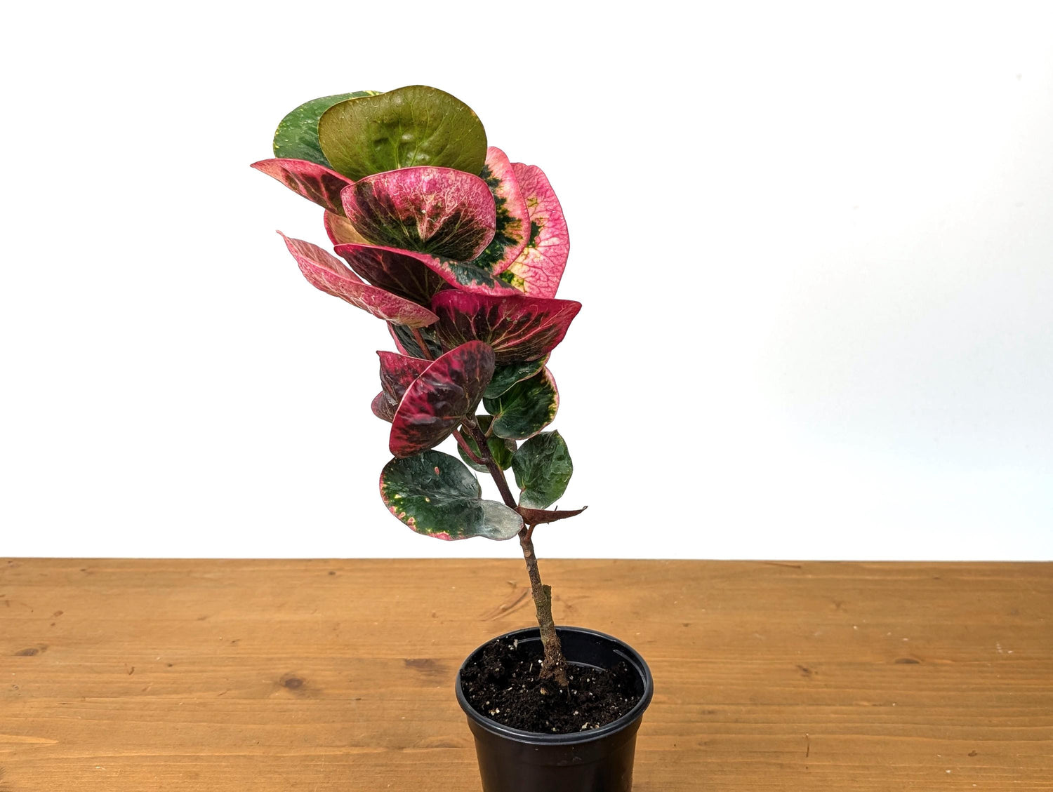 Rose Croton