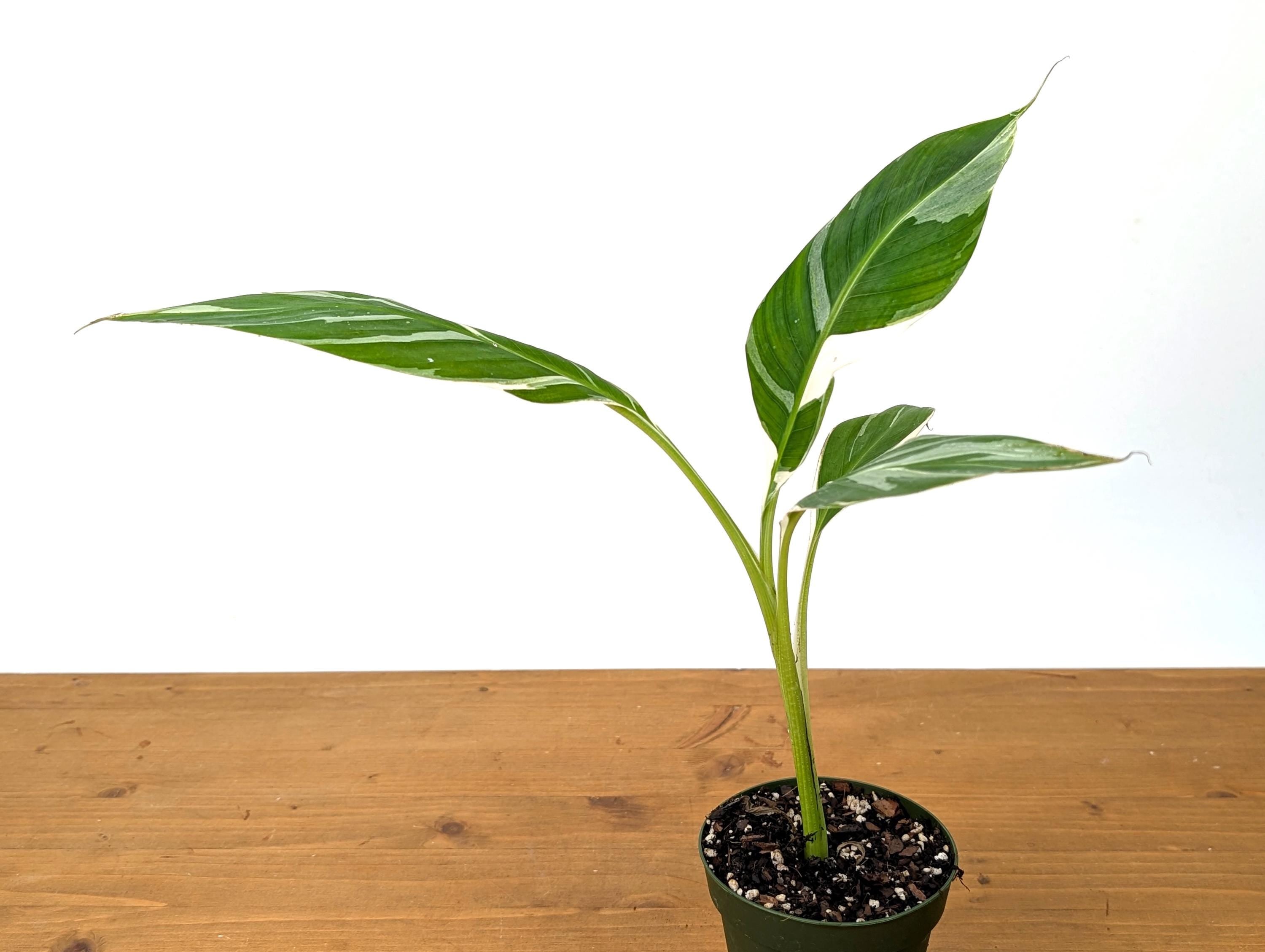 Variegated Banana Musa Florida - Grows Variegated Bananas!