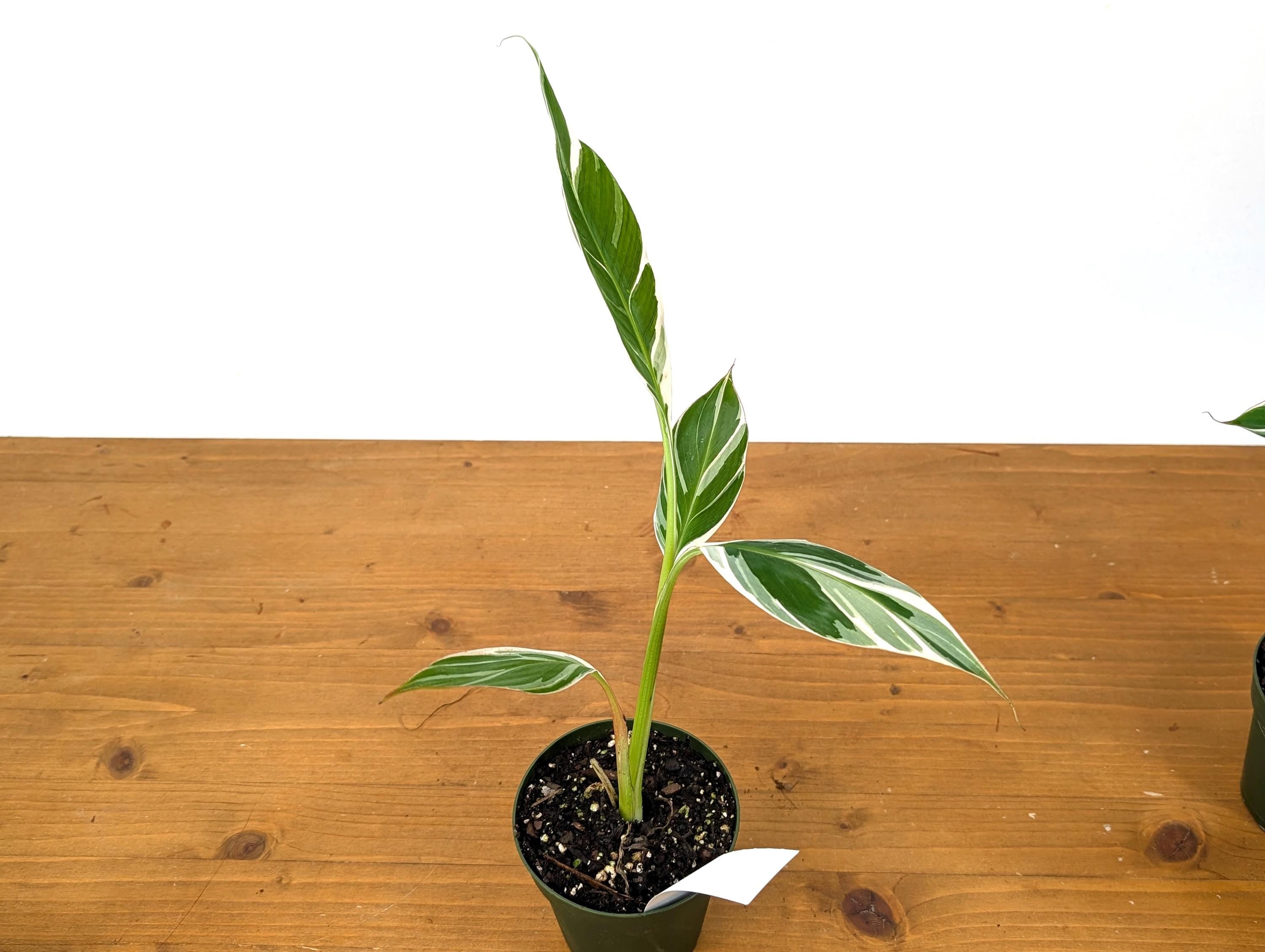 Variegated Banana Musa Florida - Grows Variegated Bananas!