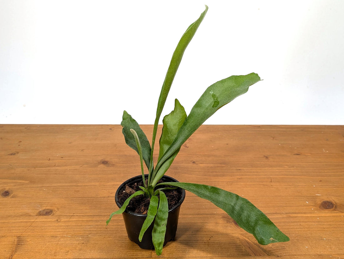 French Silver Staghorn Fern (Platycerium veitchii lemoinei)