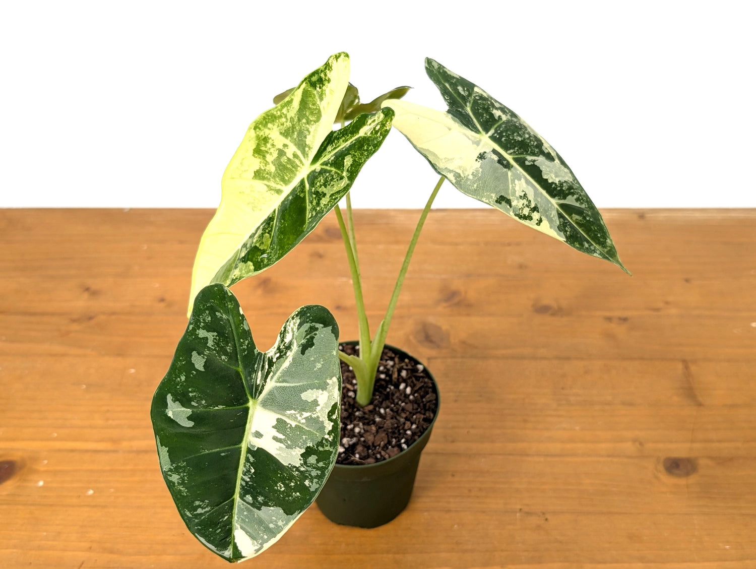 Alocasia Frydek Variegated in 4 inch pot