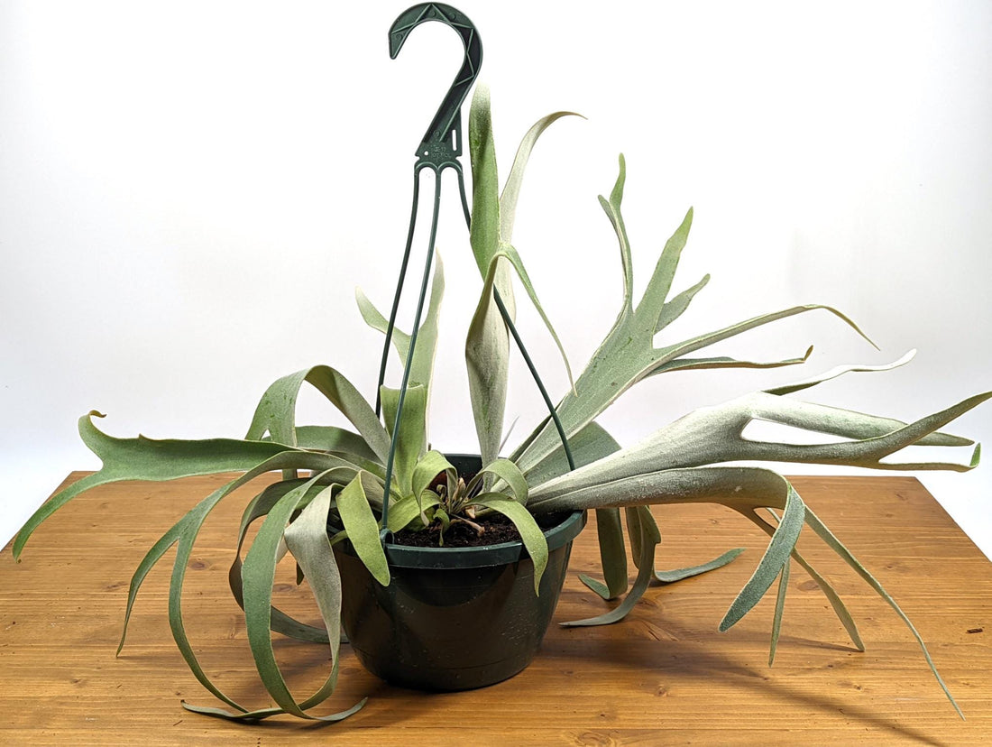 French Silver Staghorn Fern (Platycerium veitchii lemoinei)