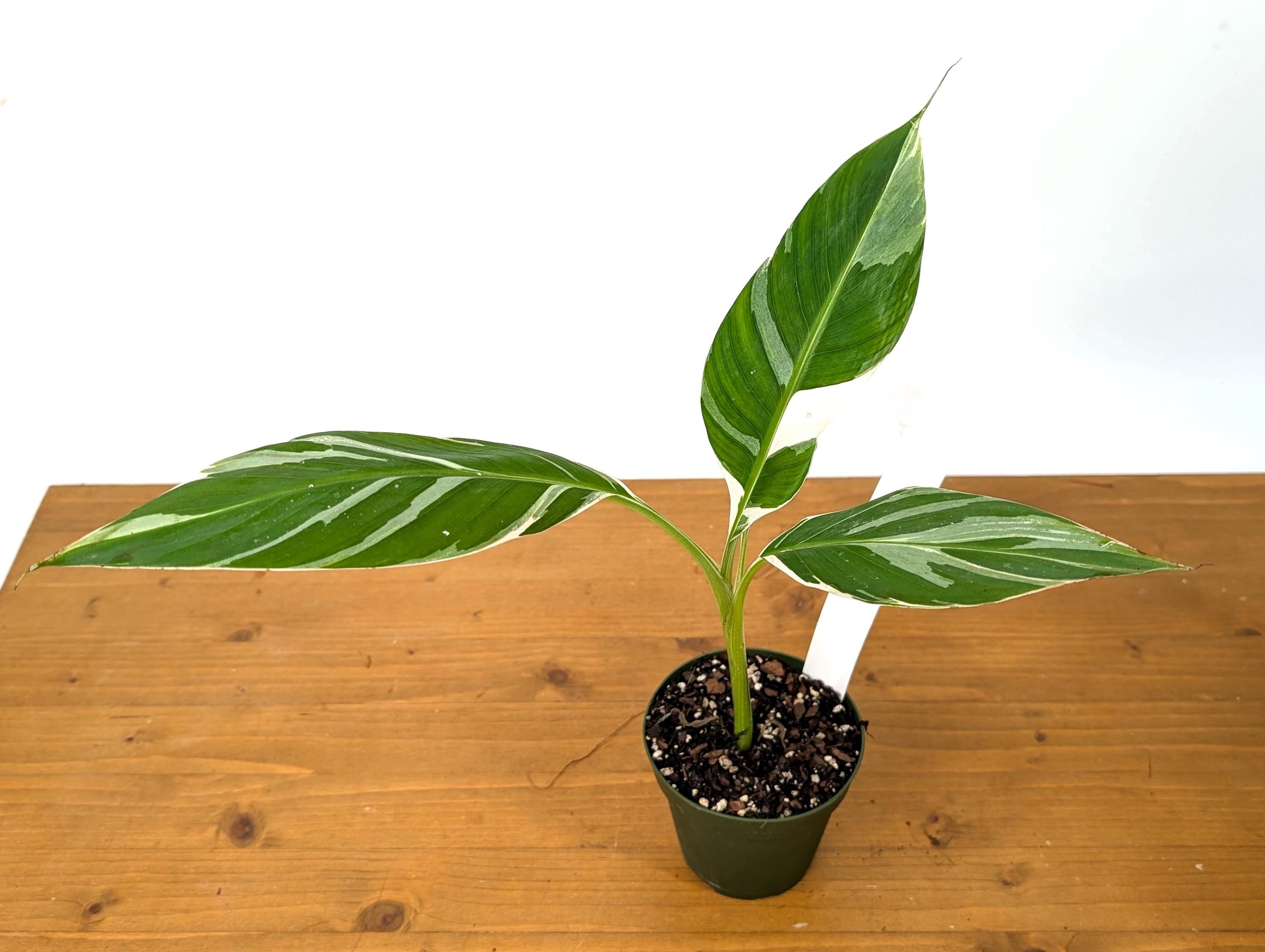 Variegated Banana Musa Florida - Grows Variegated Bananas!