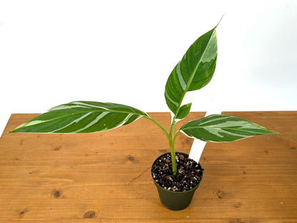 Variegated Banana Musa Florida - Grows Variegated Bananas!