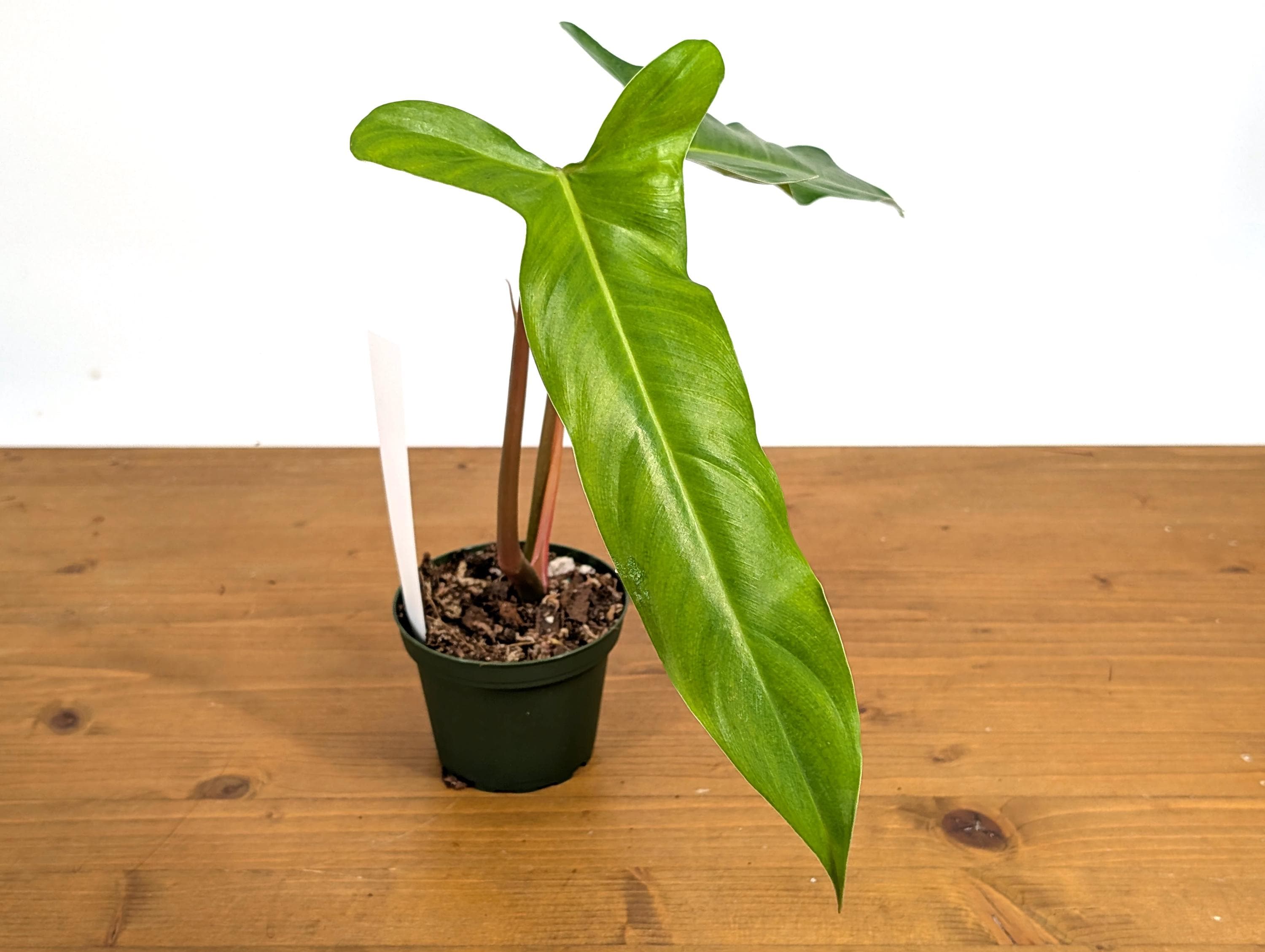 Philodendron Paloraense x Jose Buono Hybrid Plant In 4 Inch Pot - Juvenile