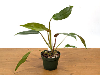 Philodendron Paloraense x Jose Buono Hybrid Plant In 4 Inch Pot - Juvenile