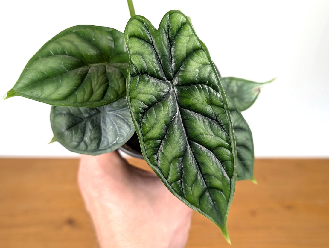 Alocasia Dragon Scale (Alocasia baginda)