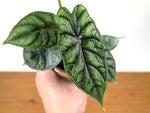 Alocasia Dragon Scale