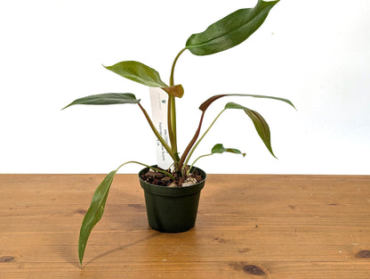 Philodendron Paloraense x Jose Buono Hybrid Plant In 4 Inch Pot - Juvenile