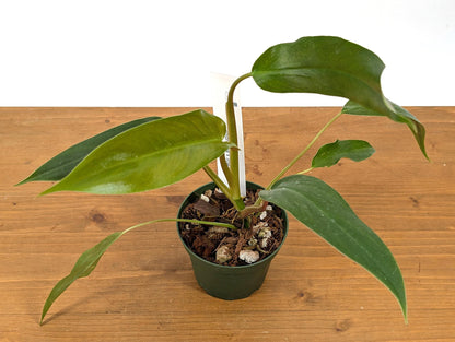 Philodendron Paloraense x Jose Buono Hybrid Plant In 4 Inch Pot - Juvenile