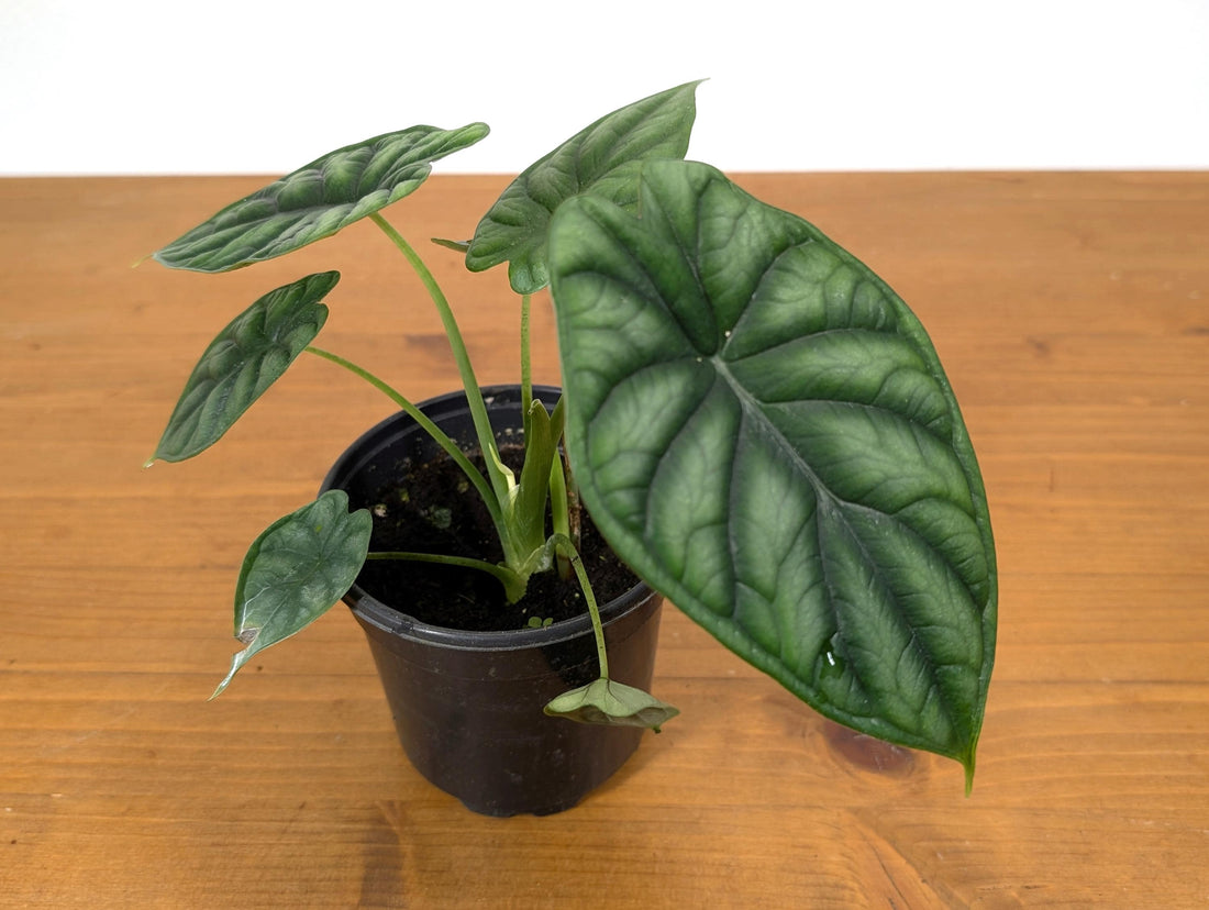 Alocasia Dragon Scale (Alocasia baginda)