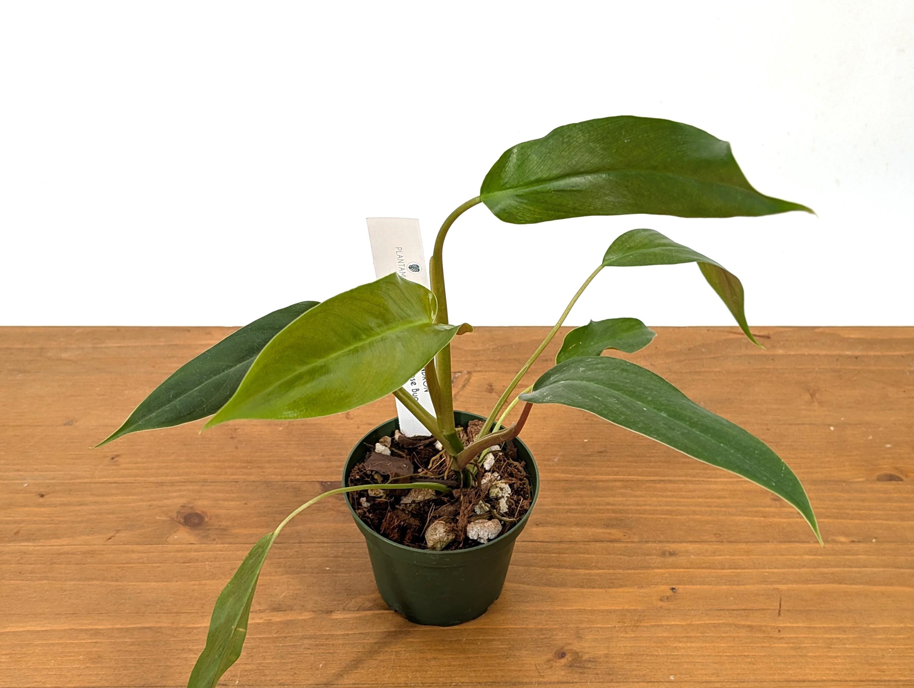 Philodendron Paloraense x Jose Buono Hybrid Plant In 4 Inch Pot - Juvenile