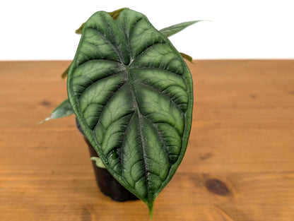 Alocasia Dragon Scale (Alocasia baginda)