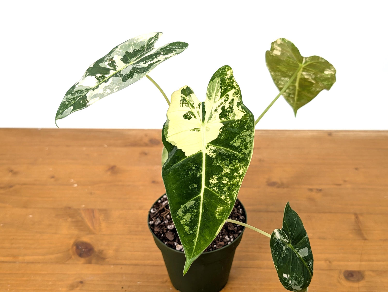 Alocasia Frydek Variegated in 4 inch pot