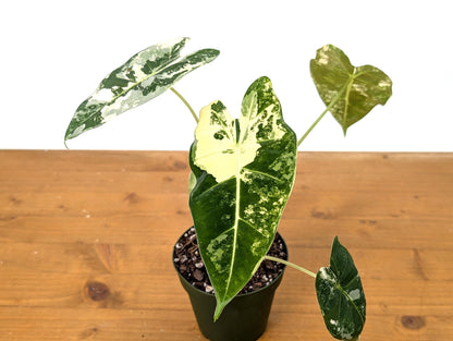 Alocasia Frydek Variegated in 4 inch pot