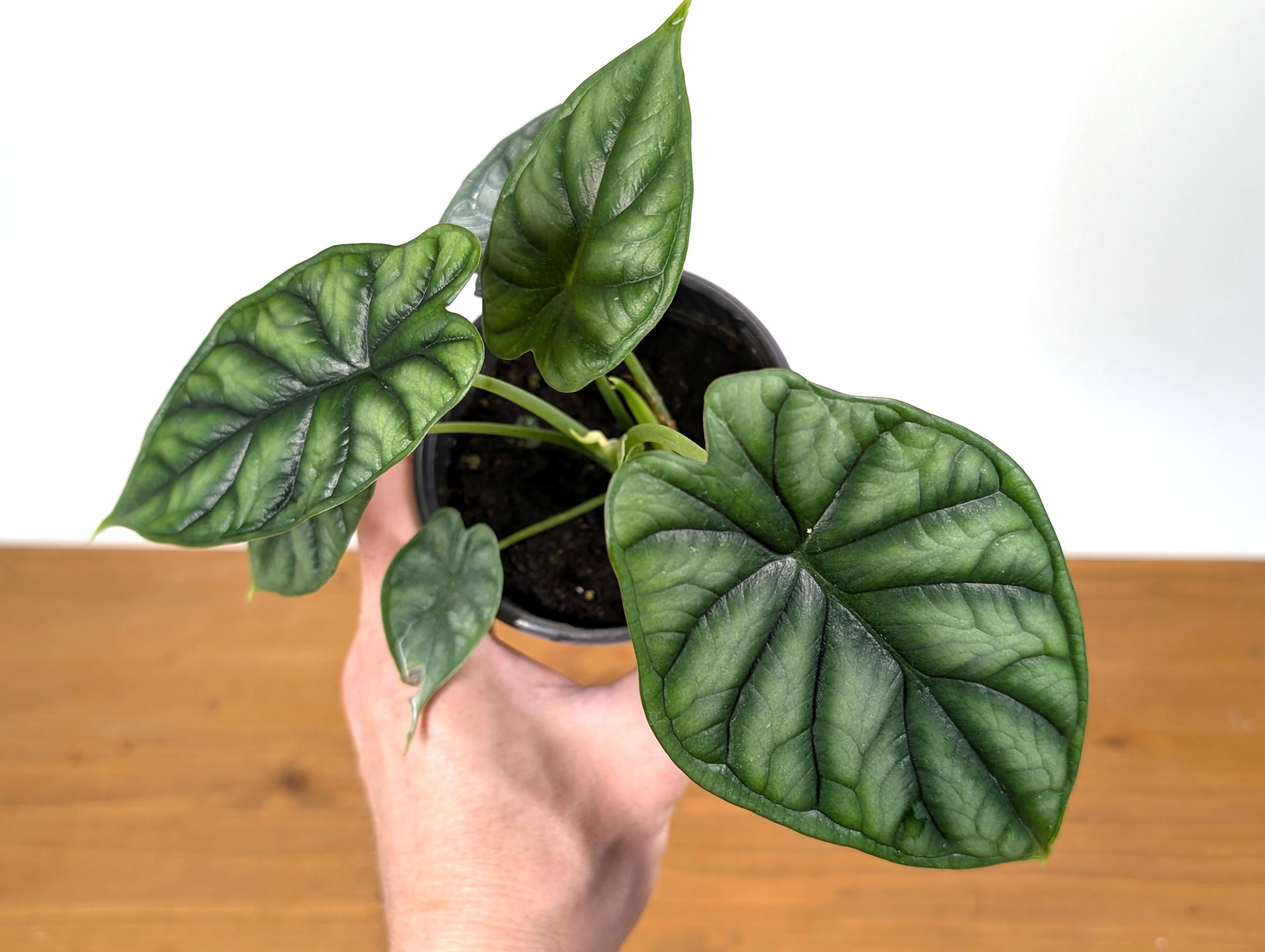 Alocasia Dragon Scale (Alocasia baginda)