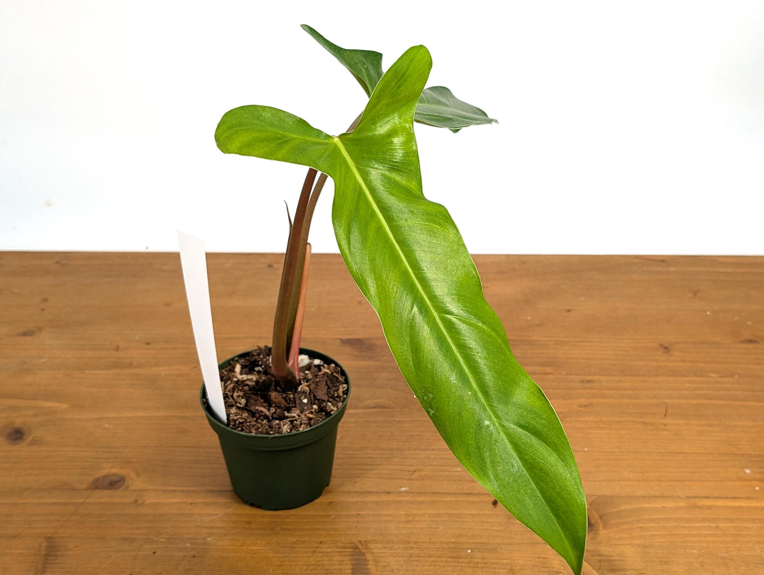 Philodendron Paloraense x Jose Buono Hybrid Plant In 4 Inch Pot - Juvenile