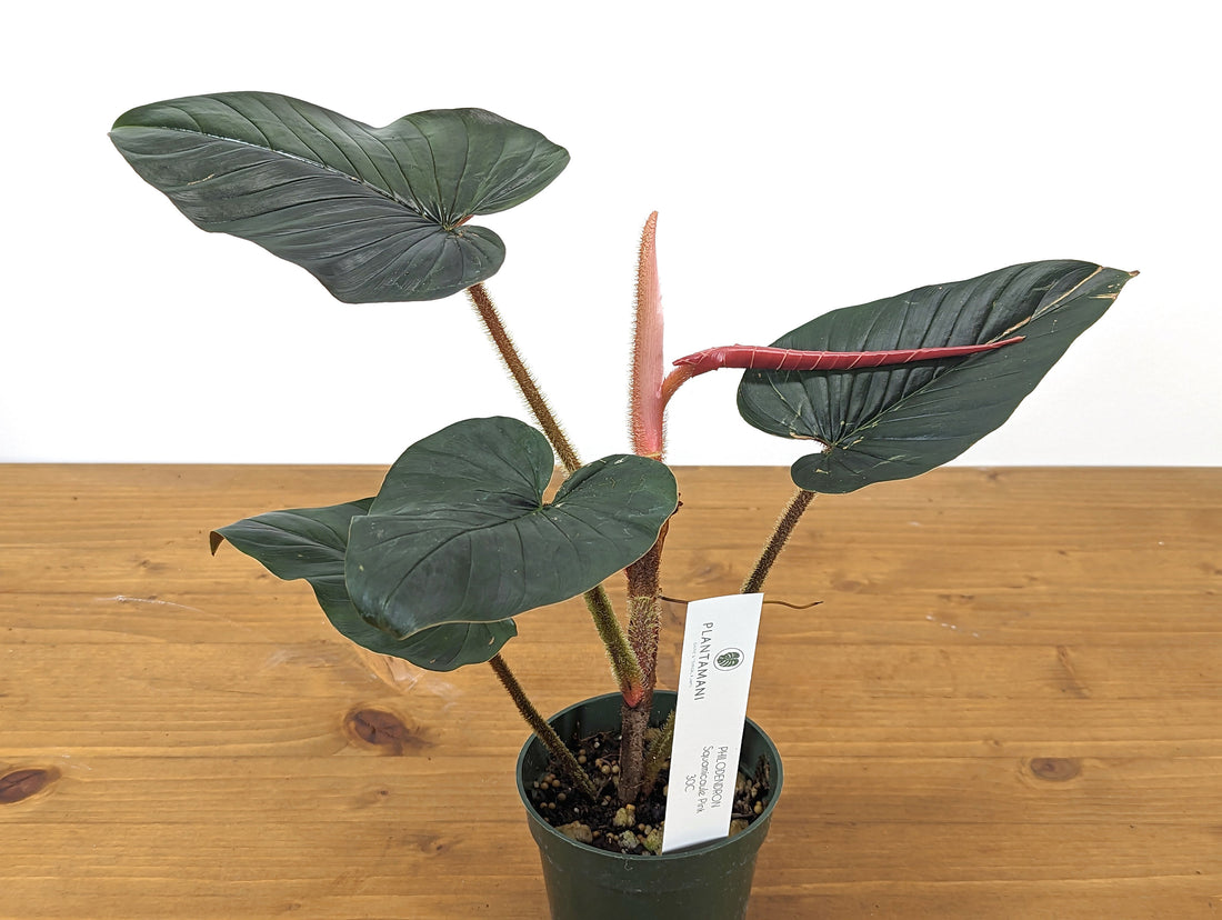 Philodendron Squamicaule Pink