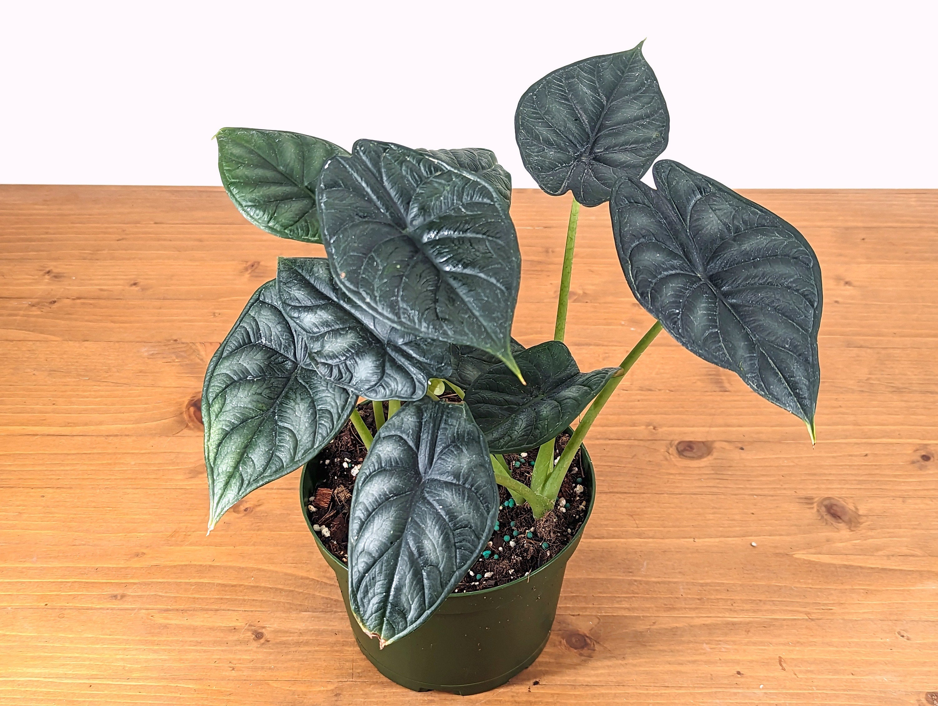 Alocasia Dragon Scale (Alocasia baginda)