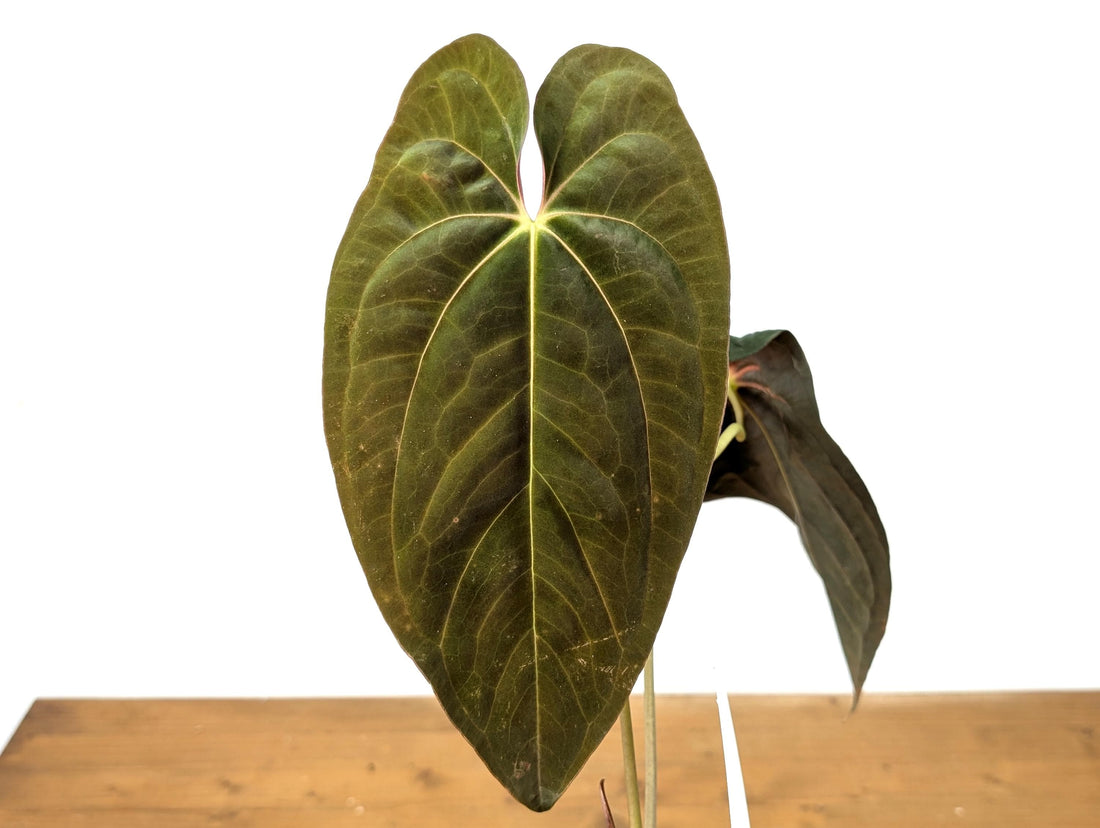 Anthurium Papillilaminum