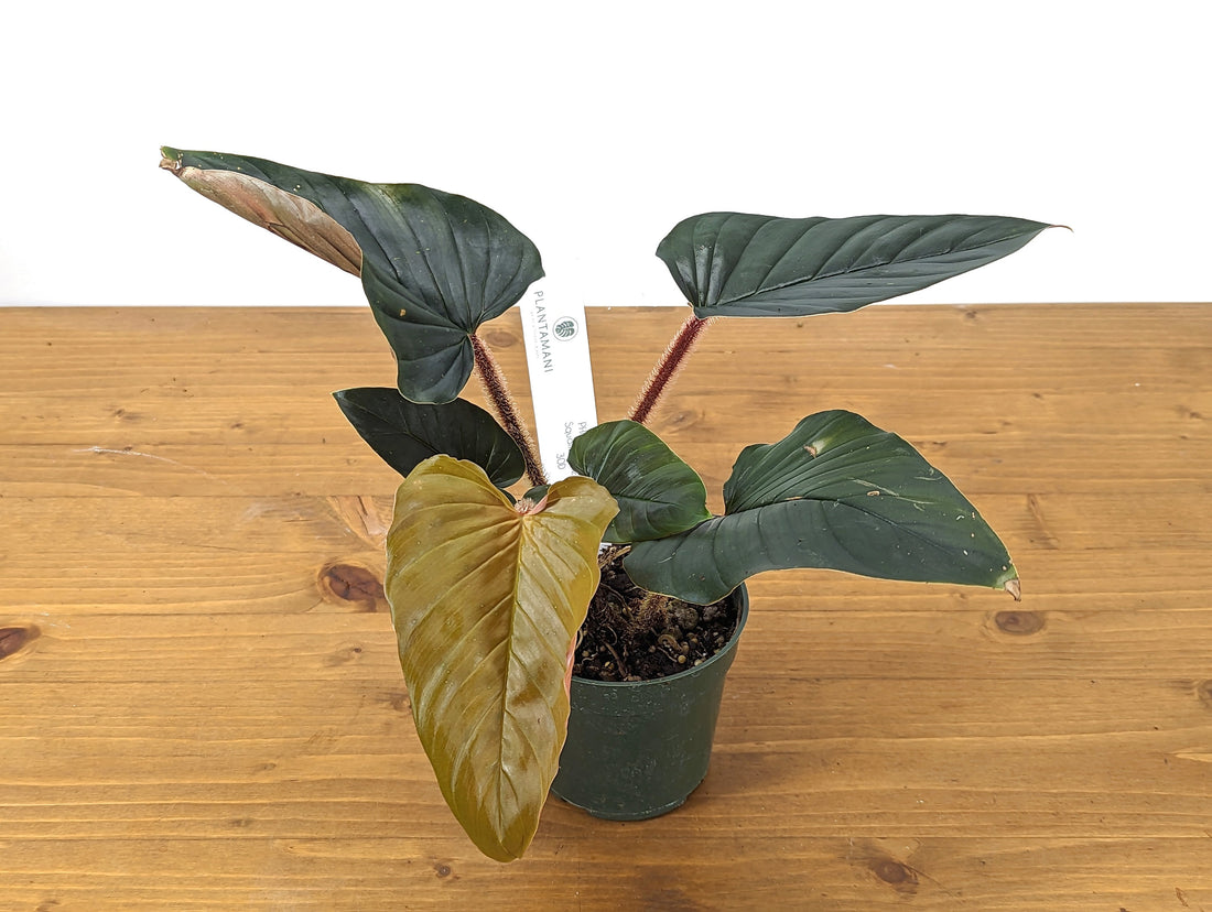 Philodendron Squamicaule Pink