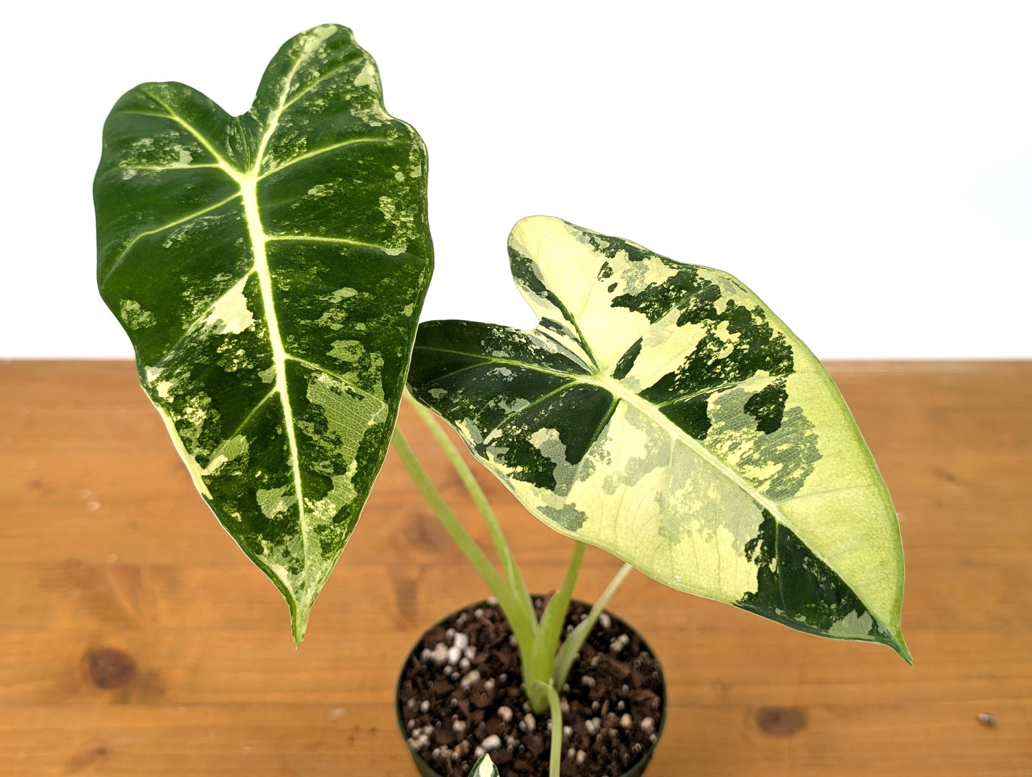 Alocasia Frydek Variegated in 4 inch pot