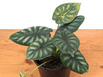Alocasia Dragon Scale