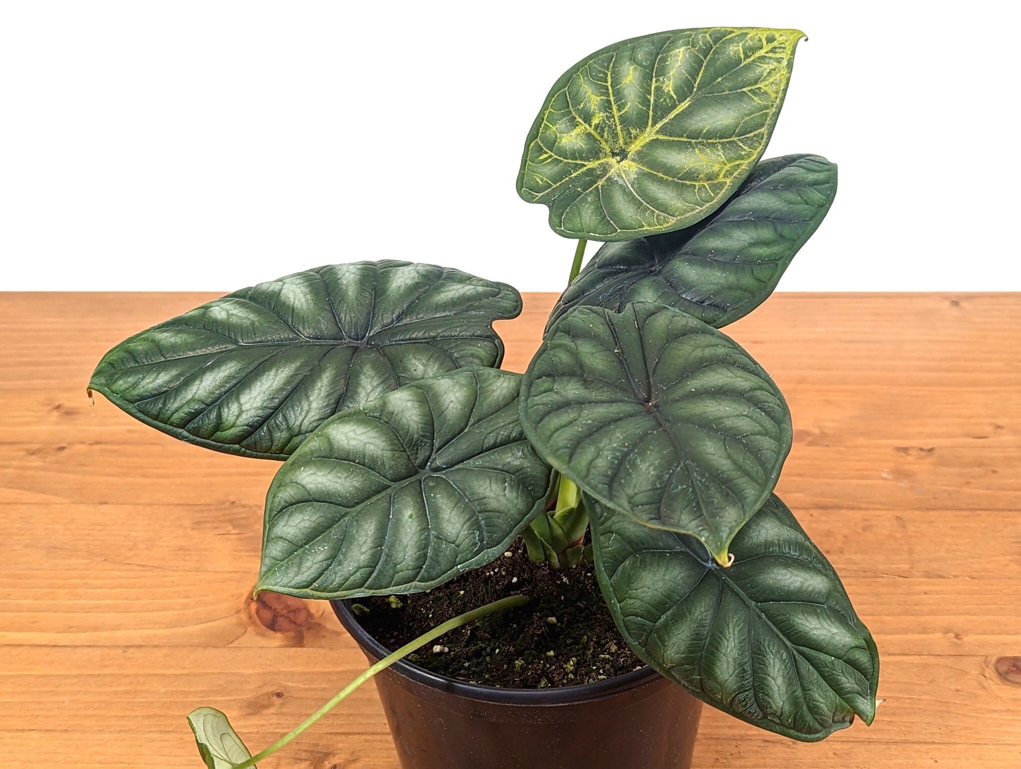 Alocasia Dragon Scale (Alocasia baginda)