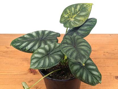 Alocasia Dragon Scale (Alocasia baginda)