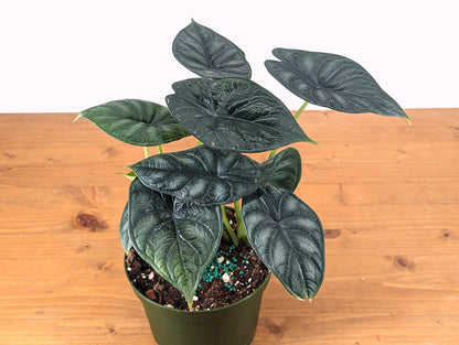 Alocasia Dragon Scale (Alocasia baginda)