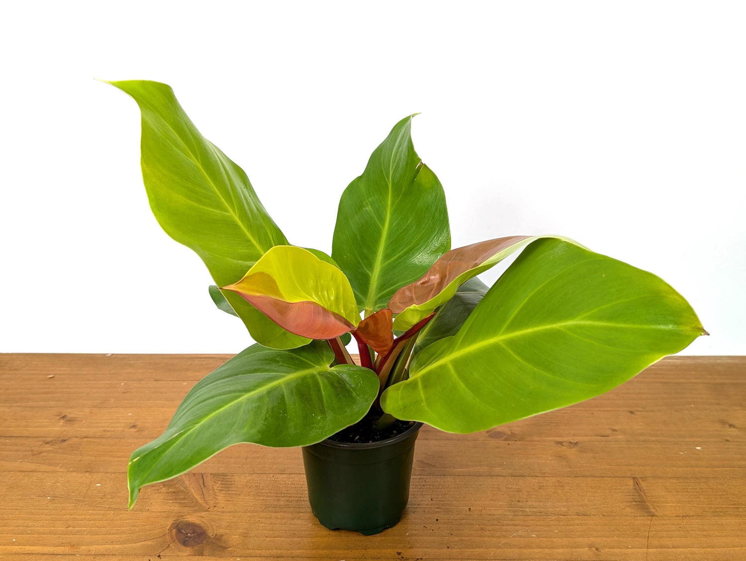 Double Half Moon Philodendron Yellow Flame Similar to Red Moon - EXACT Plant Pictured in 4 Inch Pot