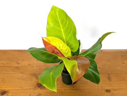 Double Half Moon Philodendron Yellow Flame Similar to Red Moon - EXACT Plant Pictured in 4 Inch Pot