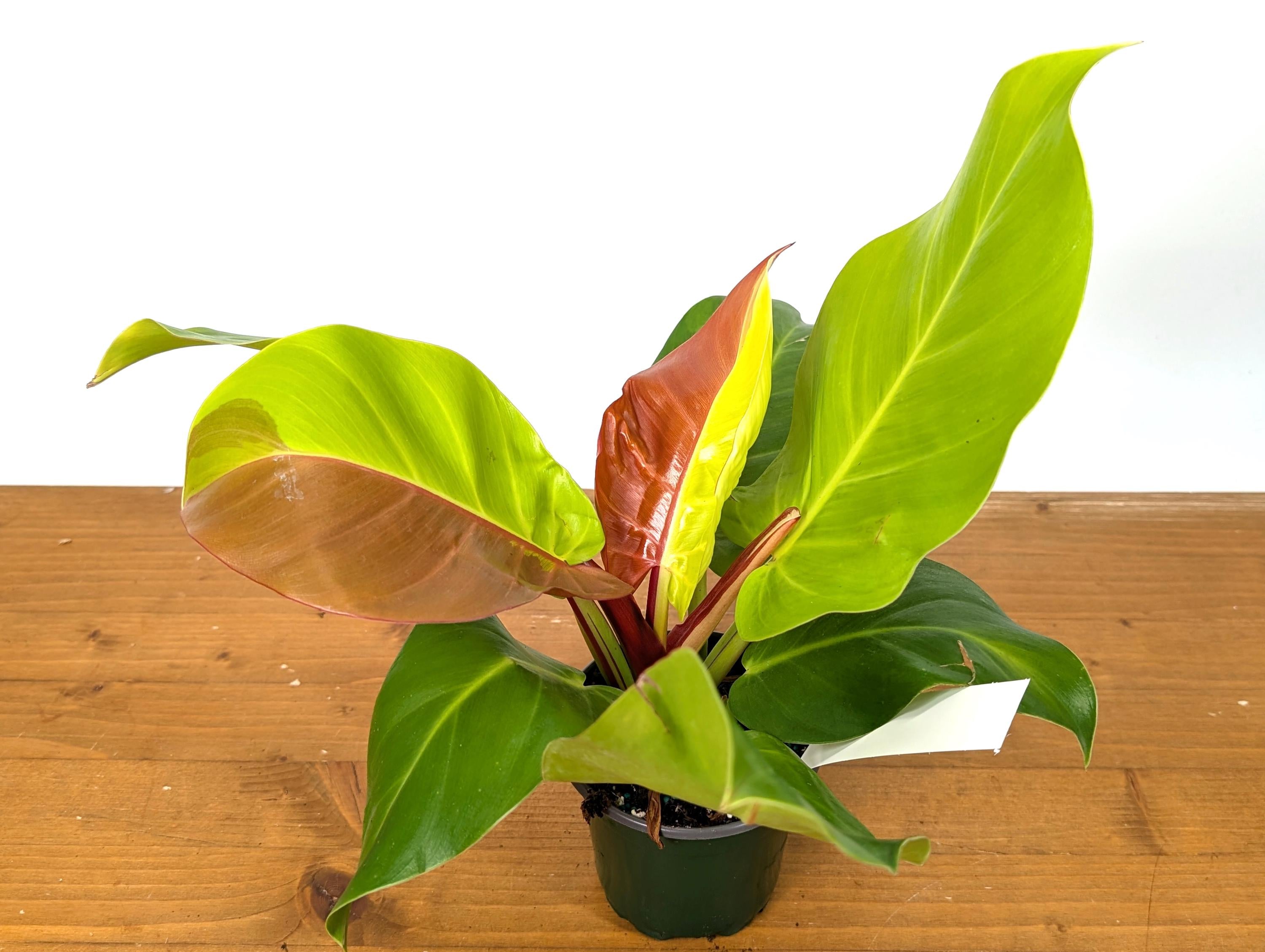 Double Half Moon Philodendron Yellow Flame Similar to Red Moon - EXACT Plant Pictured in 4 Inch Pot