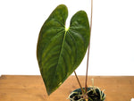 Anthurium Papillilaminum