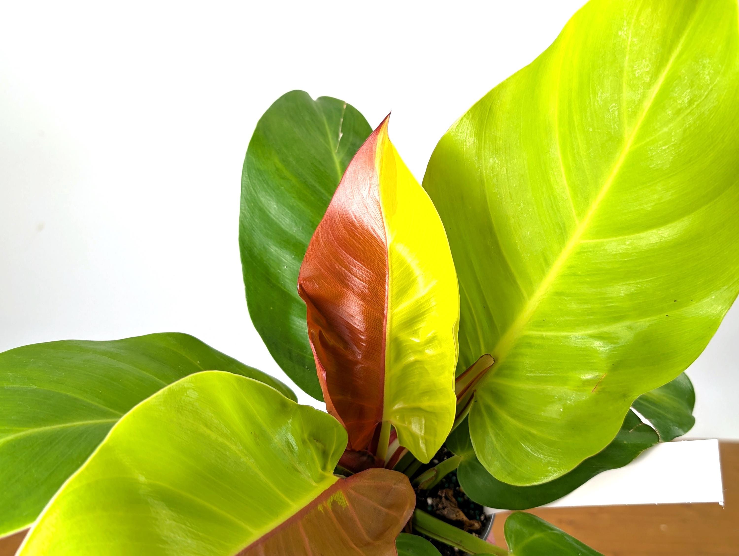 Double Half Moon Philodendron Yellow Flame Similar to Red Moon - EXACT Plant Pictured in 4 Inch Pot