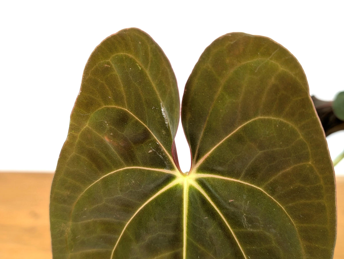 Anthurium Papillilaminum
