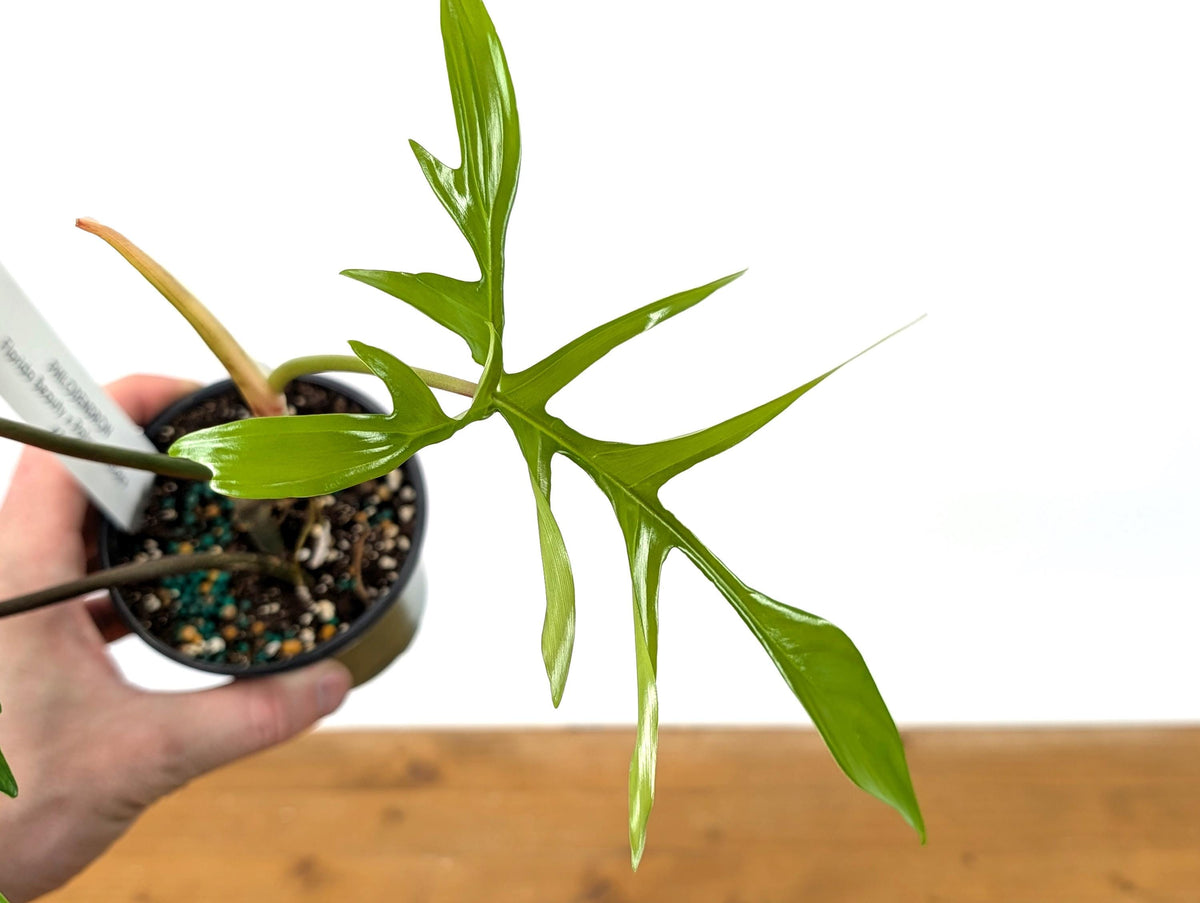 902 斑入P.(polypodioides x Florida Beauty) Philodendron Florida Beauty x Polypodioides – Curious Plant Killer