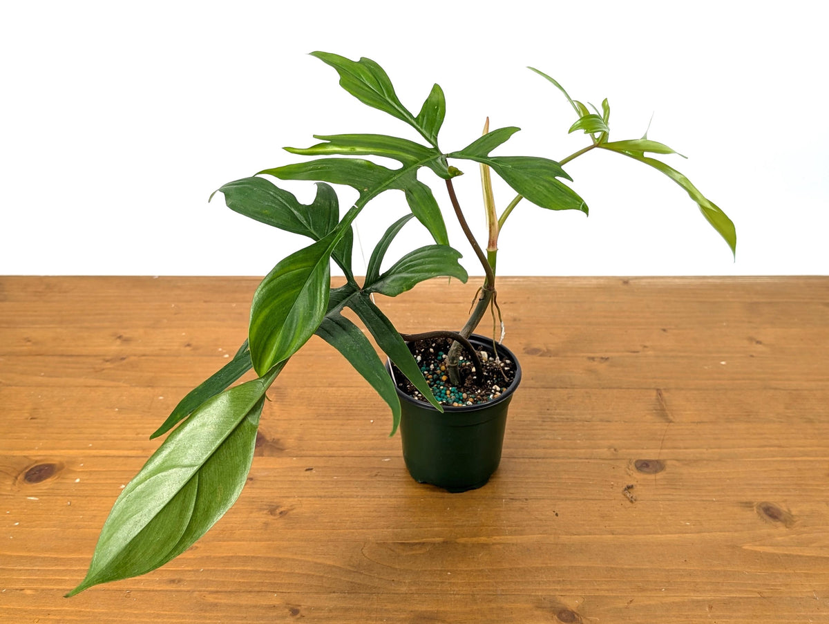 Philodendron Florida Beauty x Polypodioides | 4 inch pot