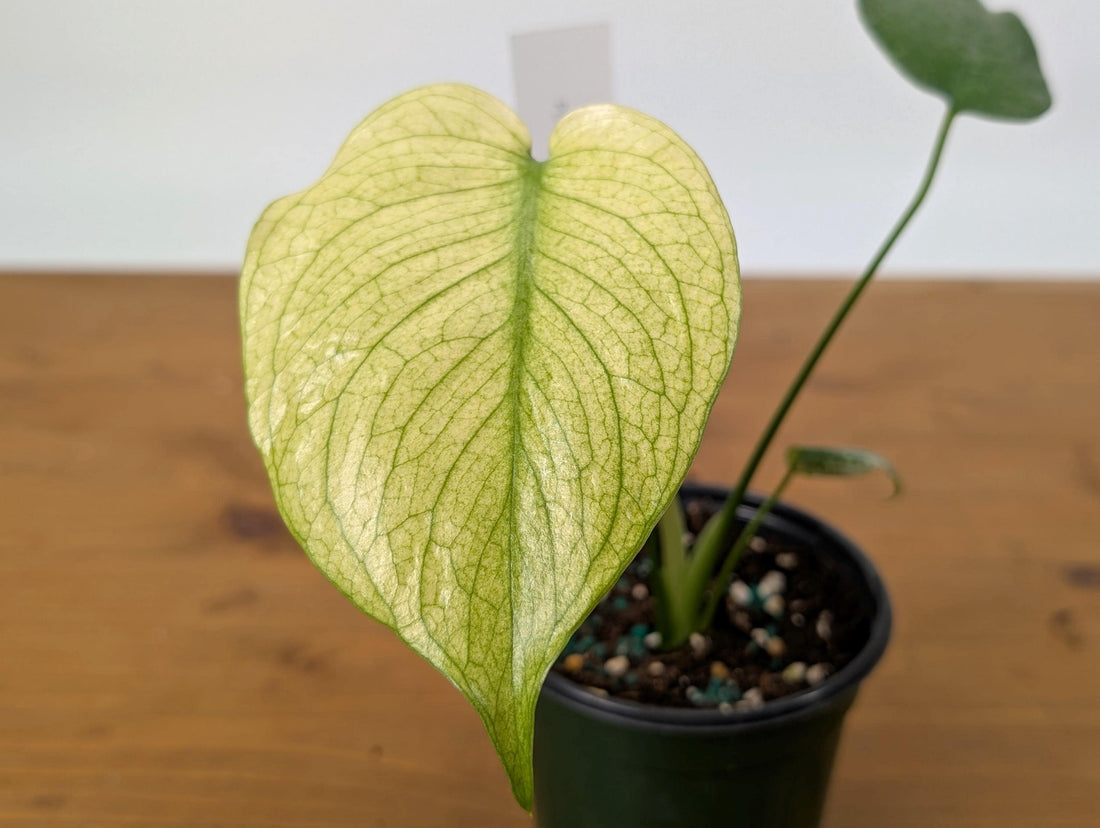 Monstera Mint in 4 Inch Pot - Extremely Rare Highly Variegate Tropical Houseplant