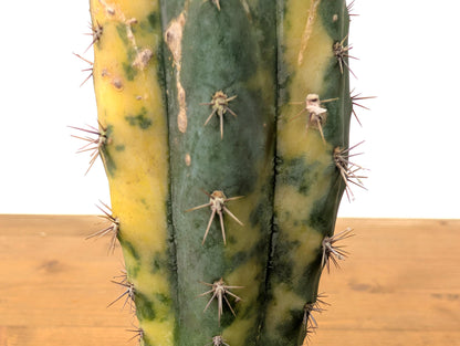 Rare Variegated Cactus Myrtillocactus