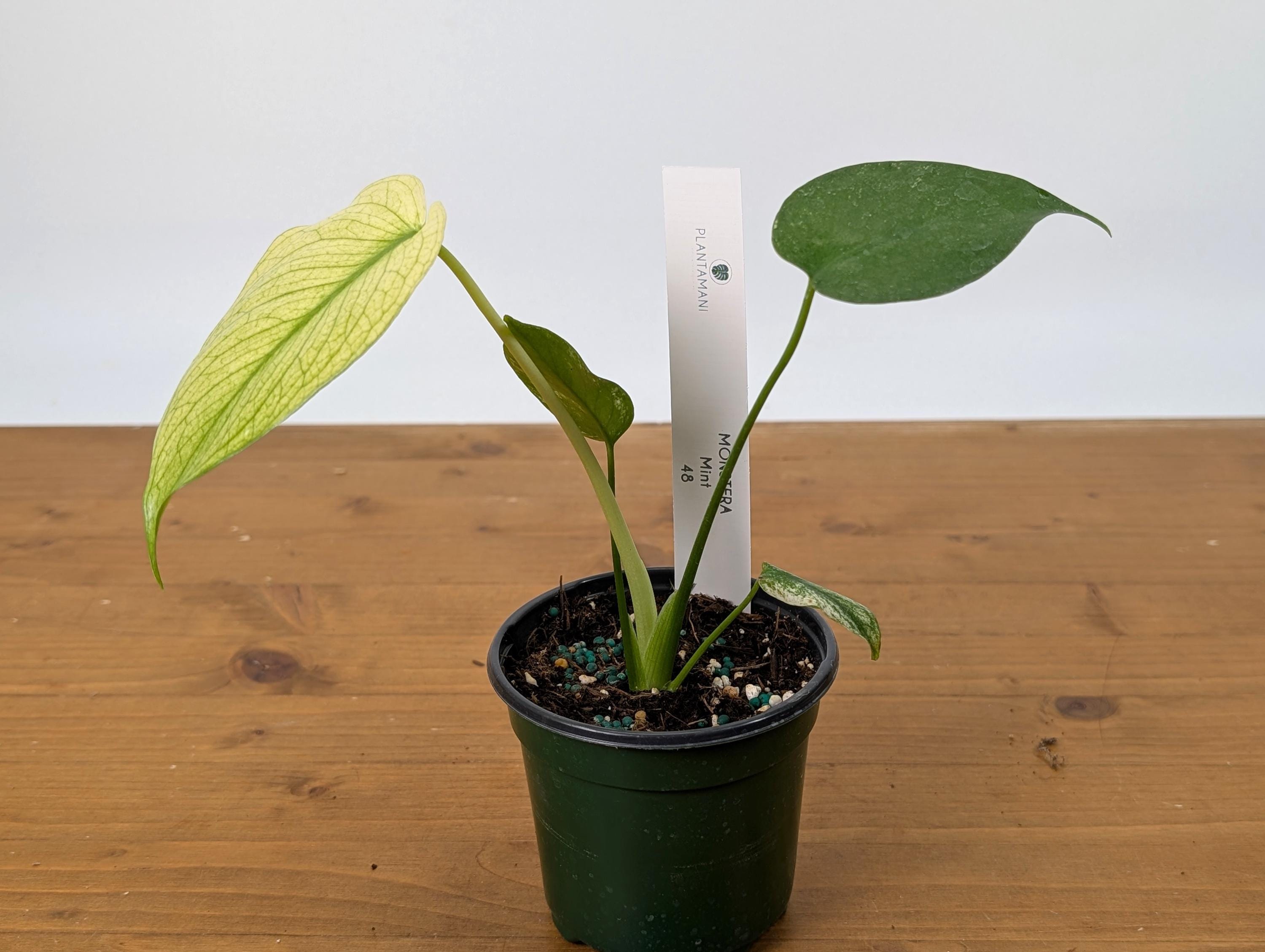 Monstera Mint in 4 Inch Pot - Extremely Rare Highly Variegate Tropical Houseplant