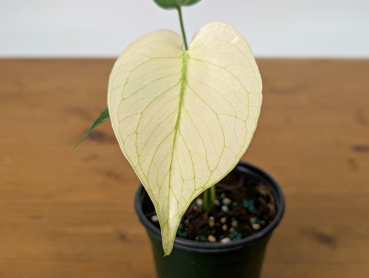 Monstera Mint in 4 Inch Pot - Extremely Rare Highly Variegate Tropical Houseplant