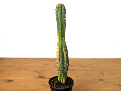 Rare Variegated Cactus Myrtillocactus