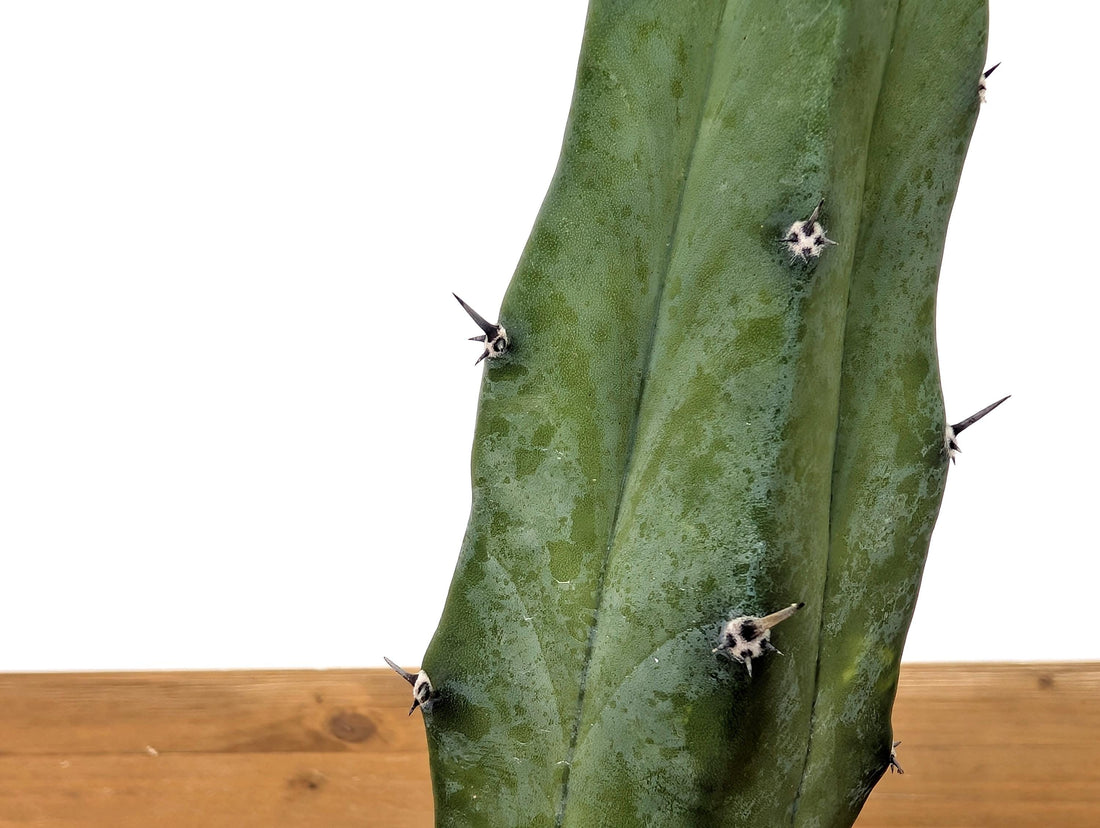 Blue Candle Cactus Live Plant - 4 Inch Pot