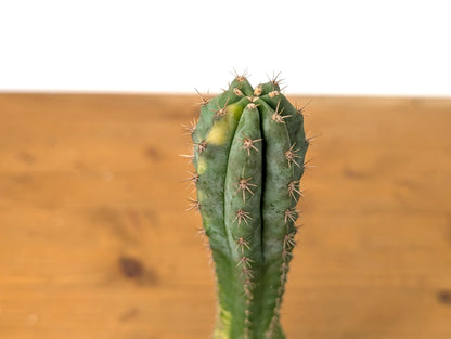 Rare Variegated Cactus Myrtillocactus