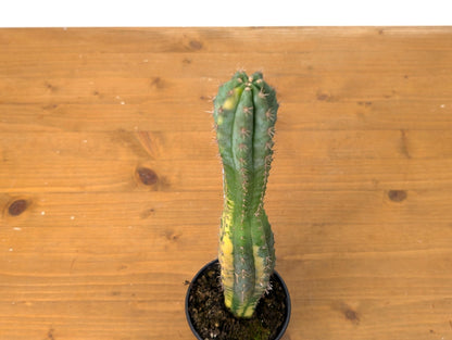 Rare Variegated Cactus Myrtillocactus